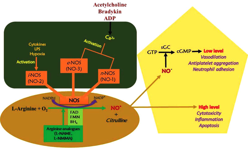 Nitric Oxide Balance in Health and Diseases: Implications for New Treatment  Strategies