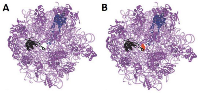papillomavírus fehérje 16